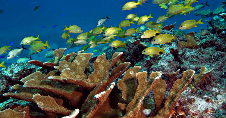 arrecife veracruzano gob mx