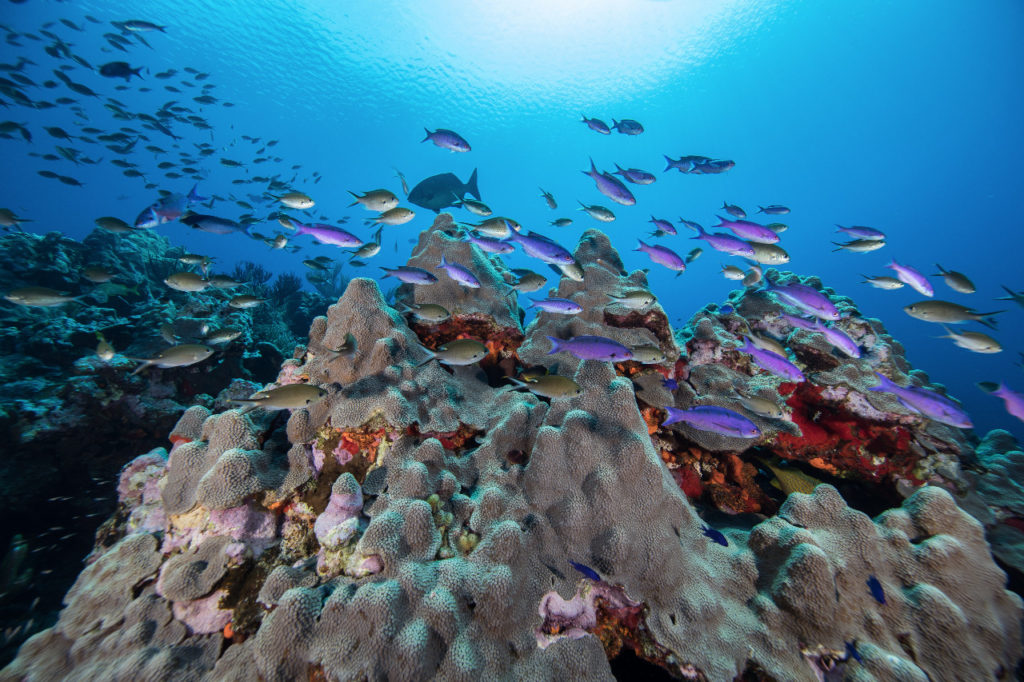 Blancpain Oceana arrecifes México