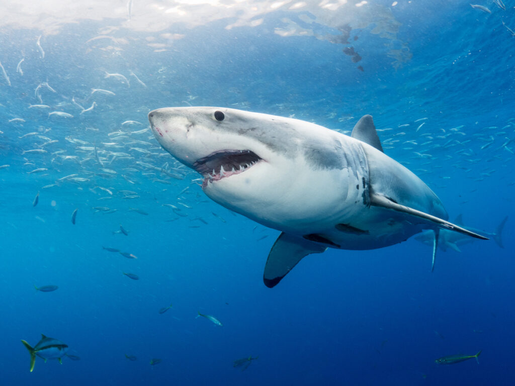 Ulysse Nardin Diver Chronograph Great White Shark