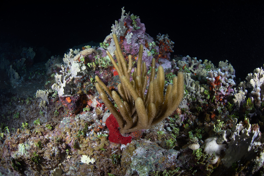 Blancpain Oceana arrecife alacranes 5