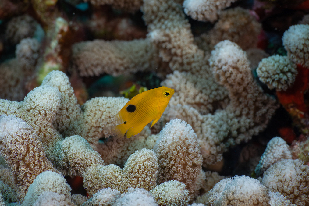 Blancpain Oceana arrecife alacranes 6