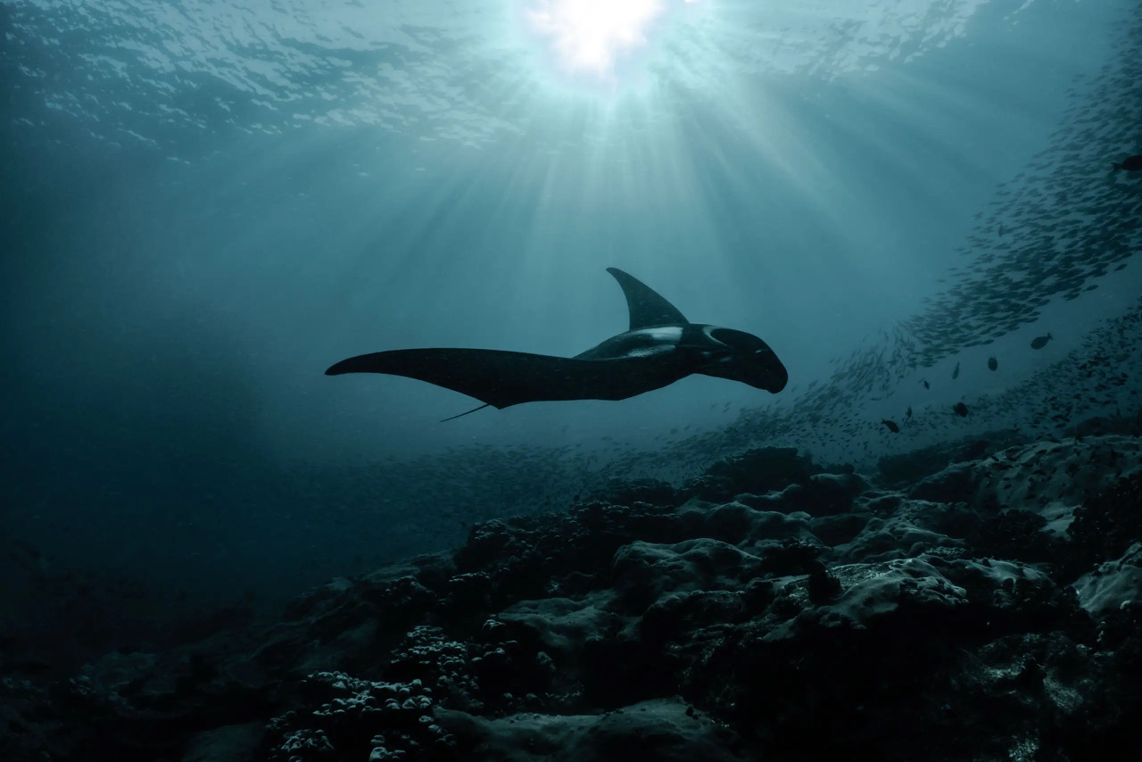 Día Mundial de los Océanos, ¡la relojería al servicio de los mares! Día Mundial de los Océanos, ¡la relojería al servicio de los mares!
