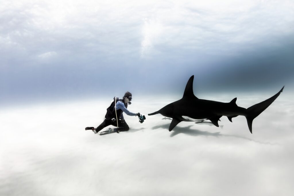 Ulysse Nardin Hammerhead Shark es el reloj definitivo para apoyar la conservación de los tiburones Ulysse Nardin Hammerhead Shark es el reloj definitivo para apoyar la conservación de los tiburones